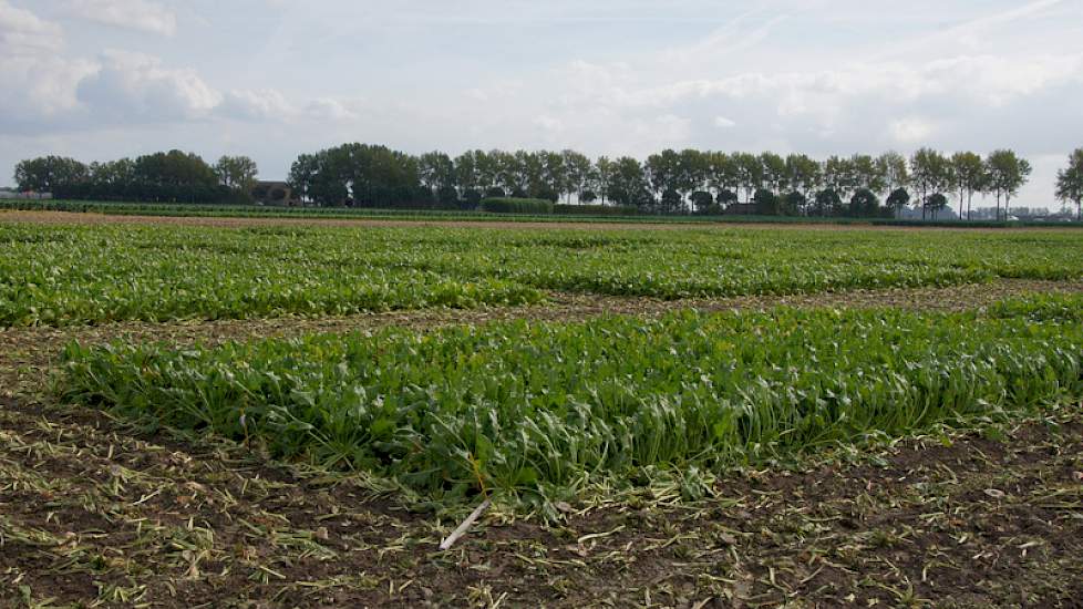 Voorafgaand aan het rooien van de proefvelden rooien de onderzoekers de randen, paden en dwarspaden.
