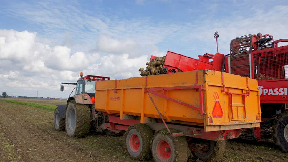 De niet-monster bieten gaan naar het erf en wachten op de vrachtauto naar de suikerfabriek.