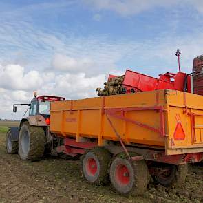 De niet-monster bieten gaan naar het erf en wachten op de vrachtauto naar de suikerfabriek.