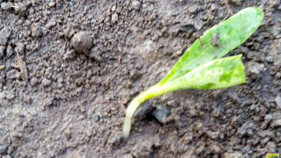 Van Eeden Petersman verwacht dat hij alleen schade heeft in de bieten. ‘Bij de uien staan de eerste plantjes net boven de grond. Op één waterplek na is daar niet zo veel aan de hand’, vertelt hij. ‘Alhoewel het spuitschema nu wel in de knel komt.’