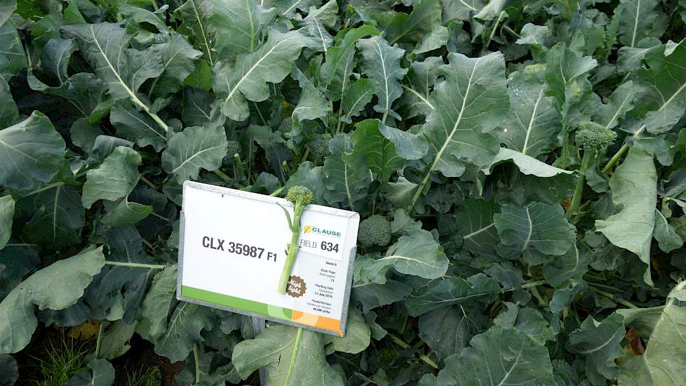 De CLX 35987 F1, een nieuwe stengelbroccoli binnen het zogeheten Calibirini concept van Clause. Na de ontwikkeling en introductie in Engeland, nu ook klaar voor verdere uitbreiding van het areaal elders.