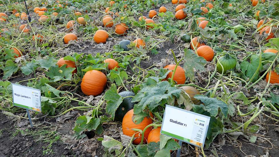 Behalve de vollegrondsgroente voor de consumptiemarkt, deze week ook aandacht voor de siervarianten. Hazera’s zusterbedrijf Clause heeft verschillende pompoenrassen in het pakket die in deze maanden weer in menige voortuin en woonkamer liggen te pronken.