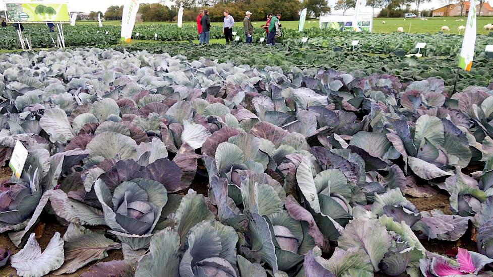 In het Brassica-demoveld van Hazera werd in diverse talen tekst en uitleg gegeven over de nieuwe en bestaande rassen. Naast de wat kleinere maten, met bestemming versmarkt, ook ‘big size’-soorten voor industriële verwerking.