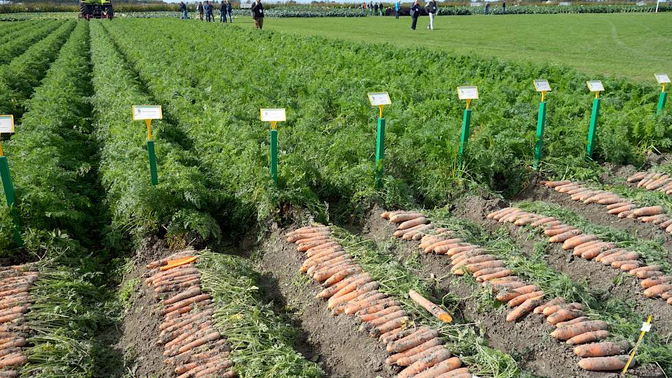 Op de demovelden buiten liggen de vers gerooide peenrassen ter beoordeling netjes naast elkaar.