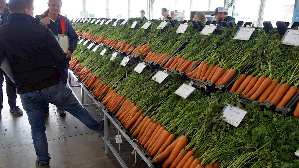 Met zo’n 130 rassen is wortel bij Bejo het hoofdgewas wereldwijd. Rassen in alle worteltypes, geschikt voor zowel de verse markt als industriële verwerking.