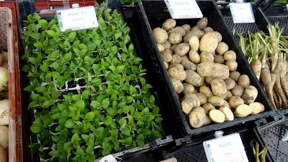 De Oliver F1, het eerste True Potato Seed ras (TPS) van Bejo.  Deze nieuwe aardappelhybride kan rechtstreeks uit botanisch zaad worden geteeld en één seizoen via opkweek tafelaardappelen produceren. Oliver F1 is een enigszins kruimige aardappel met een ov