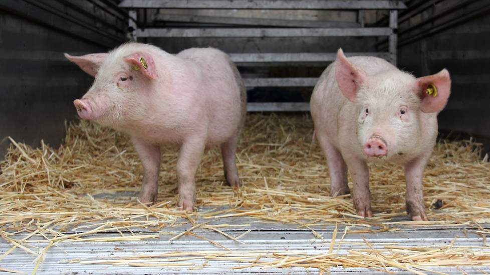 Josse hoopt binnenkort zijn brood te verdienen met de verkoop van het varkensvlees (deze biggen zullen in september slachtrijp zijn). Hij verkoopt overigens het vlees ook nu al, met name aan restaurants. Het zogenoemde ‘mobiel slachten’ zodat de dieren ni