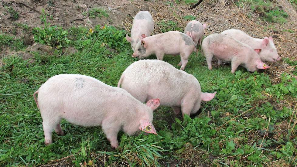 Nadat Josse Haarhuis (22) vorig jaar slaagde voor de HAS in Den Bosch startte hij een eigen bedrijf. Zonder financiën, hectares of stallen ging hij op zoek naar mogelijkheden. Hij begon met Buitenvarkens en Pig Me en vond plekken waar ruimte was om iets t
