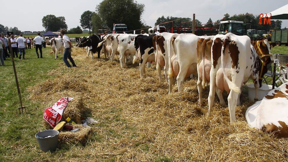 Fokveedag. Deze foto is niet van de Fokveedag Hellevoetsluis in 2019.