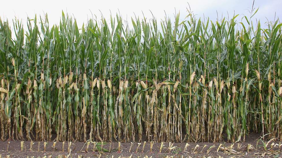 De kwaliteit van het product is goed, vindt de planner van Habo. „De maïs heeft onder goede omstandigheden kunnen groeien en weinig last van de droogte gehad. De grondsoort en het grondwaterniveau hebben ervoor gezorgd dat de plant toch voldoende vocht he