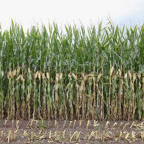 De kwaliteit van het product is goed, vindt de planner van Habo. „De maïs heeft onder goede omstandigheden kunnen groeien en weinig last van de droogte gehad. De grondsoort en het grondwaterniveau hebben ervoor gezorgd dat de plant toch voldoende vocht he