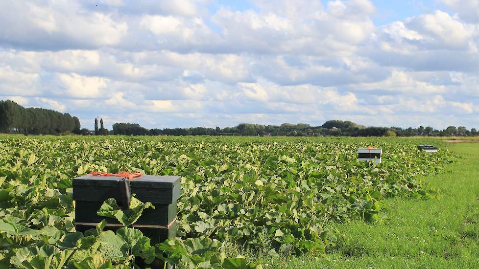 Een kleine stap naar biologisch in het schap