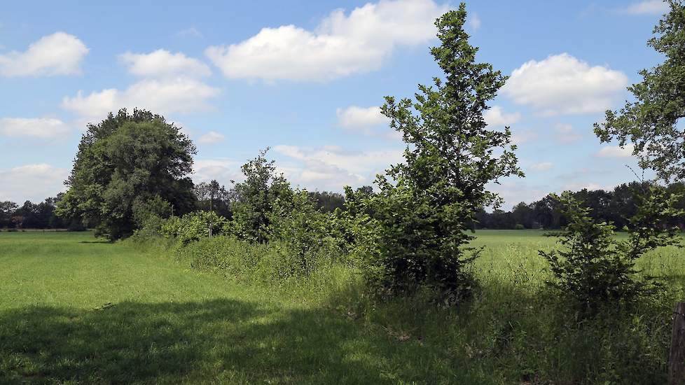 Gevarieerde houtwallen, heggen en singels bevorderen de biodiversiteit.
