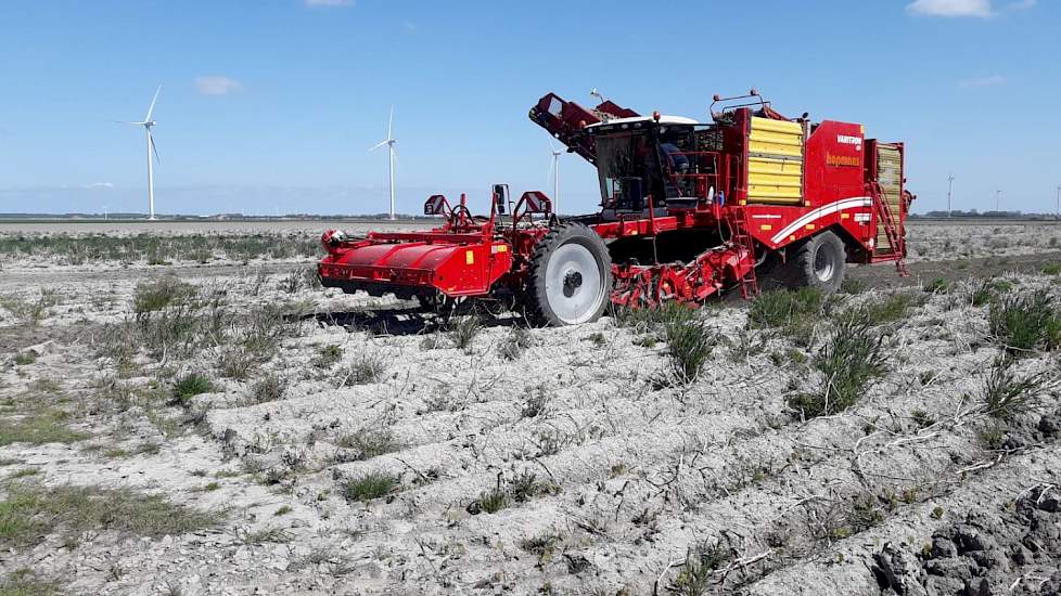 Terwijl op het ene perceel wordt gerooid voor oogst 2019, zijn op een naastgelegen perceel de aardappelen voor oogst 2020 al gepoot. Ook deze aardappelen zijn beregend.