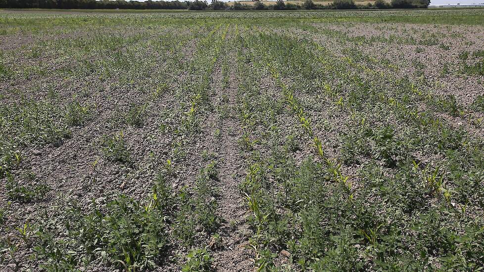 Het contrast tussen de maïsplanten op het perceel is groot. Op dit perceel heeft dat ook te maken met droogte en grote kluiten tijdens het zaaien.