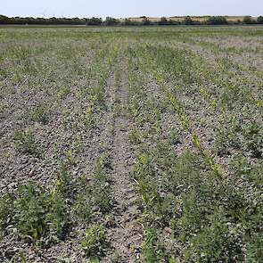 Het contrast tussen de maïsplanten op het perceel is groot. Op dit perceel heeft dat ook te maken met droogte en grote kluiten tijdens het zaaien.