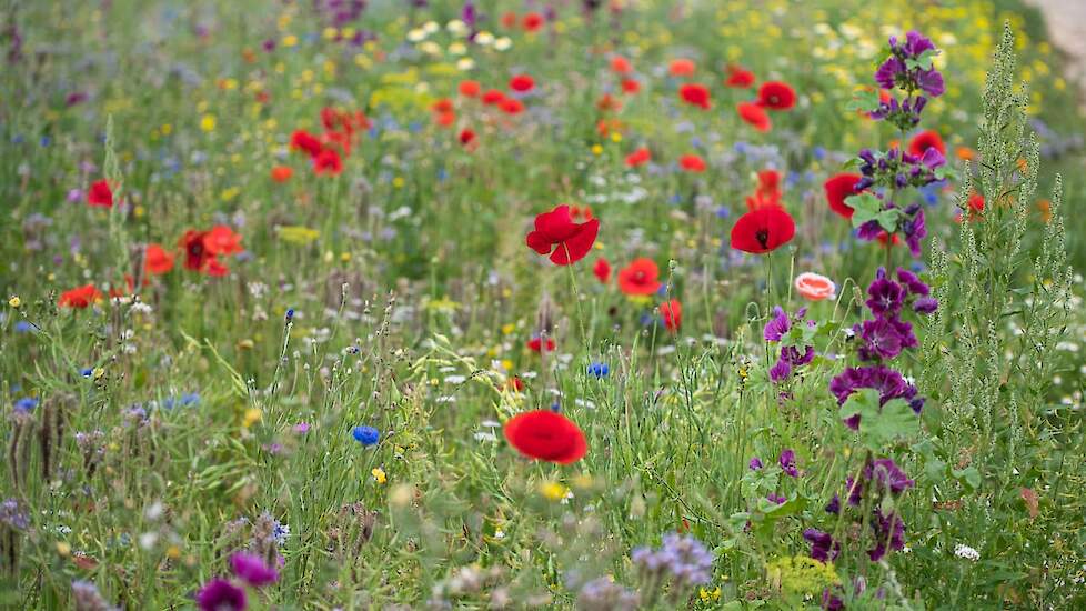 Momenteel staat de bloemenweide mooi in bloei