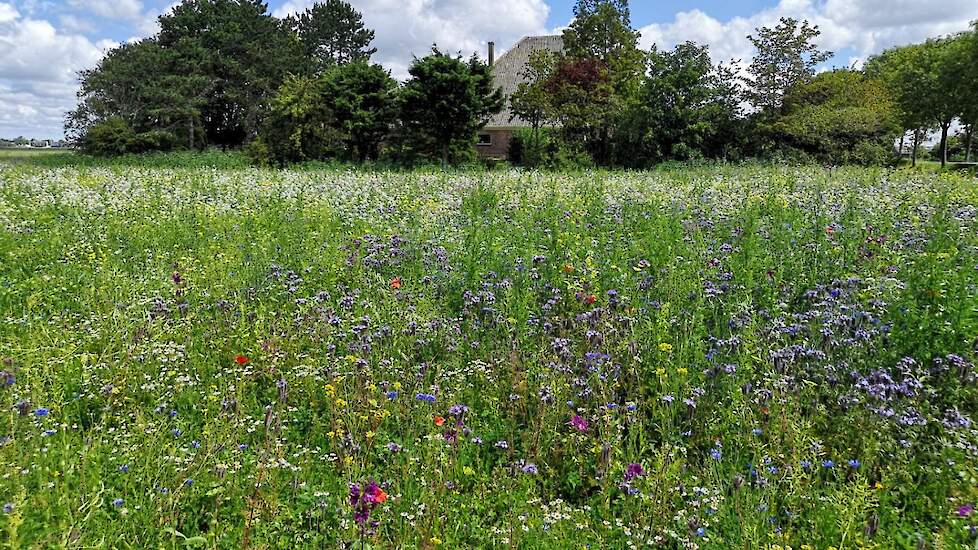 Het bloemenveld in Wijdewormer bij melkveehouder Wim van Dam.