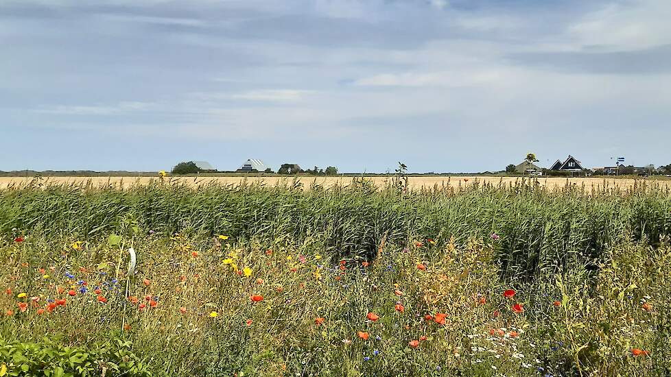 Insecten in de randen helpen akkerbouwers plagen te voorkomen.