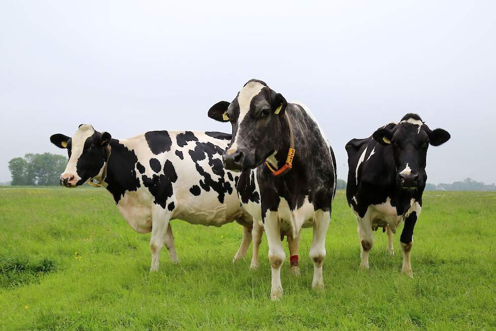 Van links naar rechts de drie halfzussen Bartje 281 (v. Kian), Bartje 238 (v. Newh Rocko) en Bartje 253 (v. Palmer). De foto is afkomstig uit een bedrijfsreportage van vakblad Melkvee, editie juni 2016.