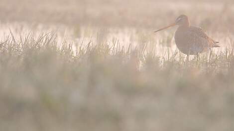 Weidevogelman: Dynamische grutto's - Agraaf