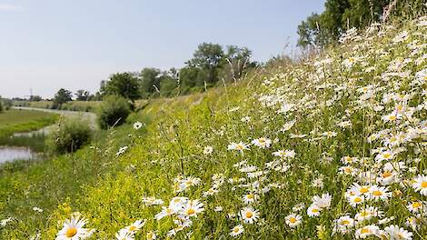 Waterschap Rivierenland geeft dijkhellingen en agrarische kavels uit voor graswinningen - Agraaf