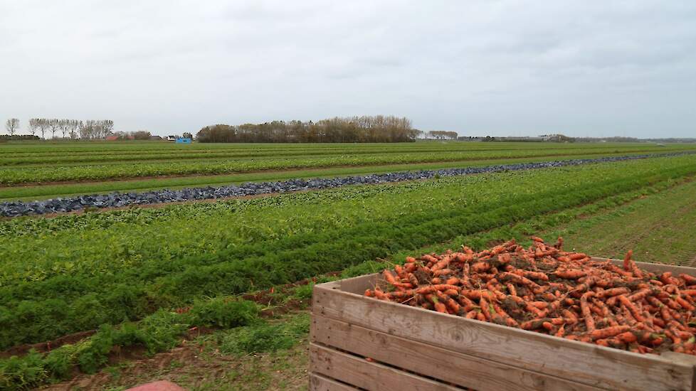 De wortelen gaan naar een grote retailer die „door afname van producten op een positieve manier participeert in onze ontdekkingstocht", aldus Mosselman. Hij is tevreden over de opgestarte strokenteelt. „Vooral veel geleerd."