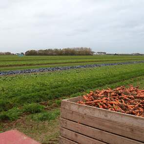 De wortelen gaan naar een grote retailer die „door afname van producten op een positieve manier participeert in onze ontdekkingstocht", aldus Mosselman. Hij is tevreden over de opgestarte strokenteelt. „Vooral veel geleerd."