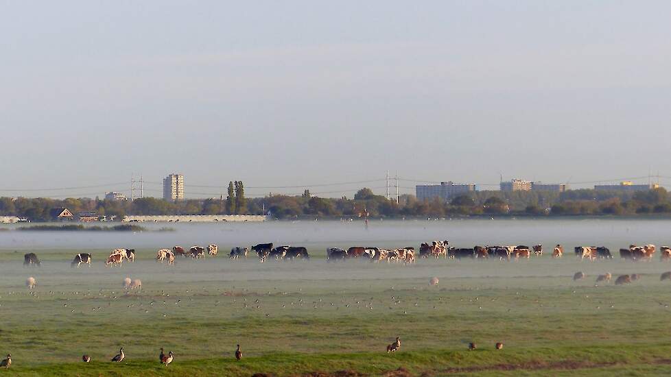 Tiny van der Meer