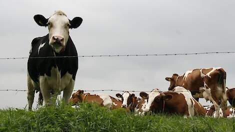CONO blijft inzetten op weidegang - Agraaf