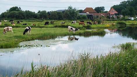 Hollands Noorderkwartier gaat veehouderijen controleren op het afspoelen van mest- en voerresten - A