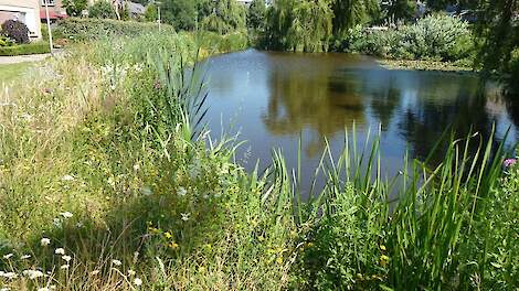 Rijnland heeft geld beschikbaar voor natuurvriendelijke oevers - Agraaf
