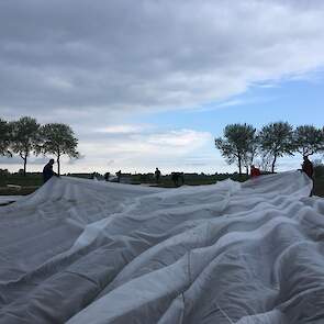 Het doek is elastisch en is losjes over de ruggen gelegd. Zo houden de aardappelen de ruimte om te groeien. „Het doek groeit met het gewas mee omhoog.”