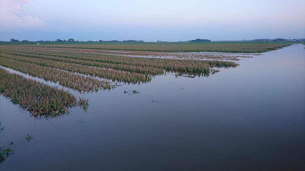 Een tulpenveld in de buurt van Schagen staat onder water na de hoosbuien van 18 en 19 juni.