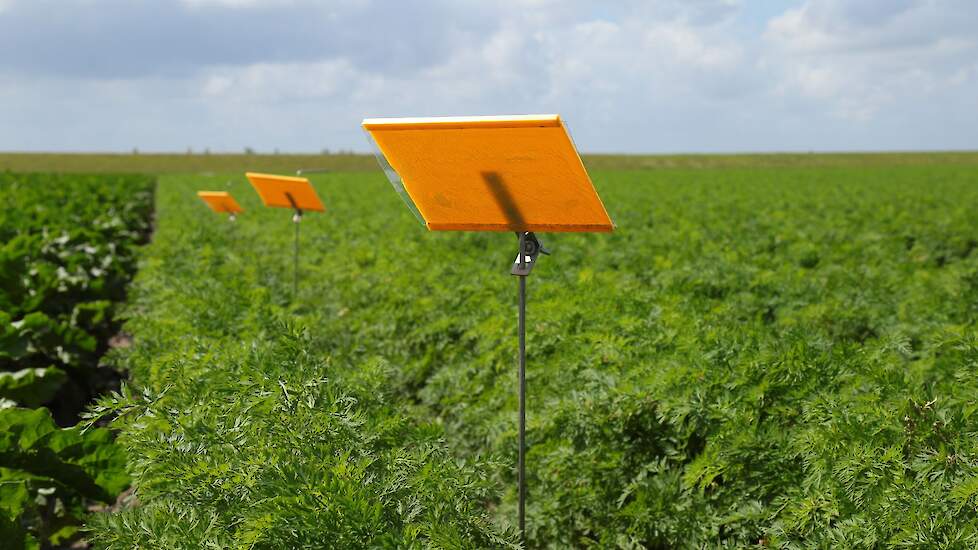 In de rand van een wortelveld, op voor de wortelvliegen gunstige plaatsen, plaatst De Groene Vlieg Bio Control & Diagnostics één of meer groepen van 4 plakvallen. Doel van de signalering is om de wortelteler een indruk te geven van de plaagdruk op zijn ve