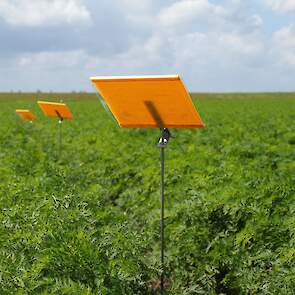 In de rand van een wortelveld, op voor de wortelvliegen gunstige plaatsen, plaatst De Groene Vlieg Bio Control & Diagnostics één of meer groepen van 4 plakvallen. Doel van de signalering is om de wortelteler een indruk te geven van de plaagdruk op zijn ve