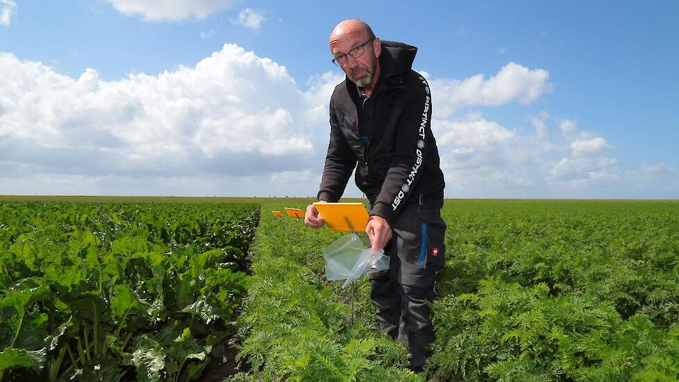 Voor een gerichte bestrijding van de wortelvlieg is het zaak een goed beeld te hebben van de plaagdruk in de wortelen. Daartoe hangt Kees Maliepaard van De Groene Vlieg Bio Control & Diagnostics wekelijks nieuwe lijmplaatjes op die vervolgens in het labor