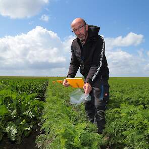 Voor een gerichte bestrijding van de wortelvlieg is het zaak een goed beeld te hebben van de plaagdruk in de wortelen. Daartoe hangt Kees Maliepaard van De Groene Vlieg Bio Control & Diagnostics wekelijks nieuwe lijmplaatjes op die vervolgens in het labor