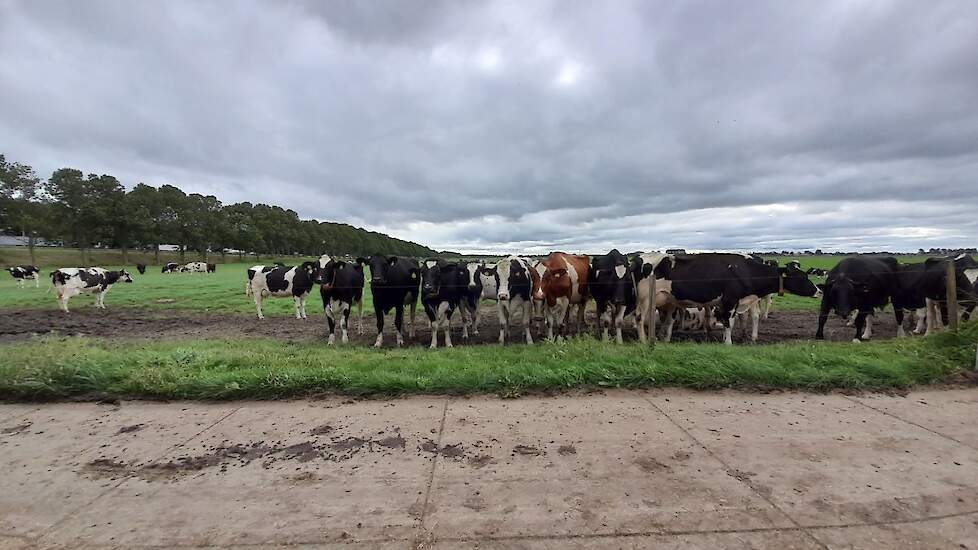 De koeien van Helder staan rustig in het weiland terwijl de beurs open is.
