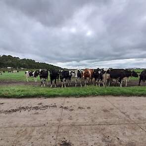 De koeien van Helder staan rustig in het weiland terwijl de beurs open is.