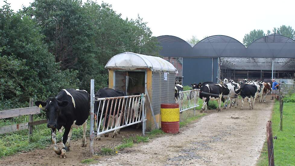 Als de koeien gewend zijn, gaan ze allemaal soepel door de vliegenvanger. Een enkeling treuzelt wat, maar wordt door de kudde meegenomen of opgeduwd.