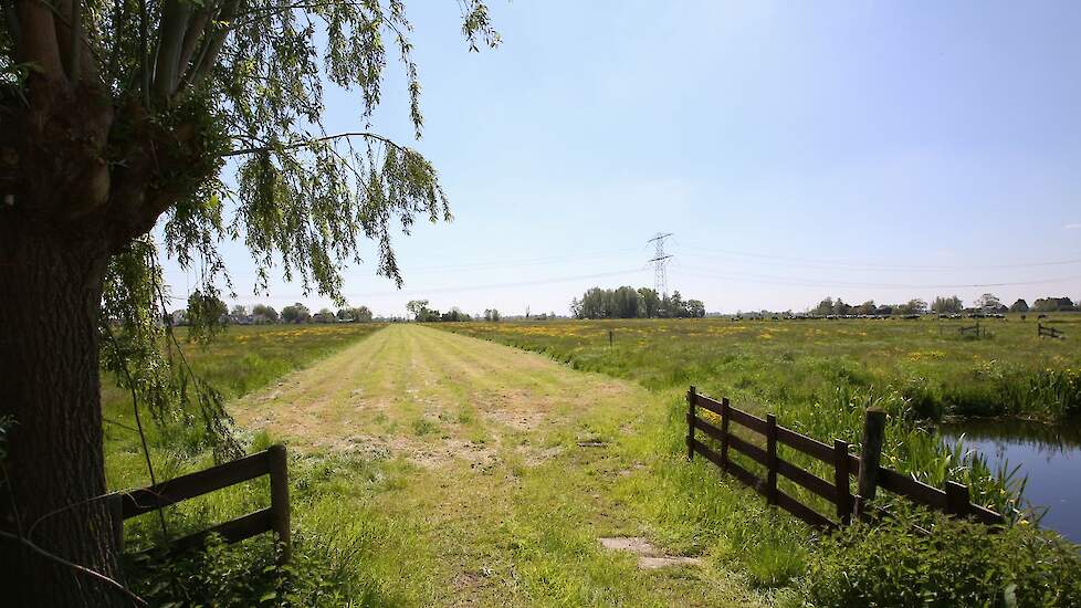 Afbeelding van het landschap in de Krimpenerwaard.