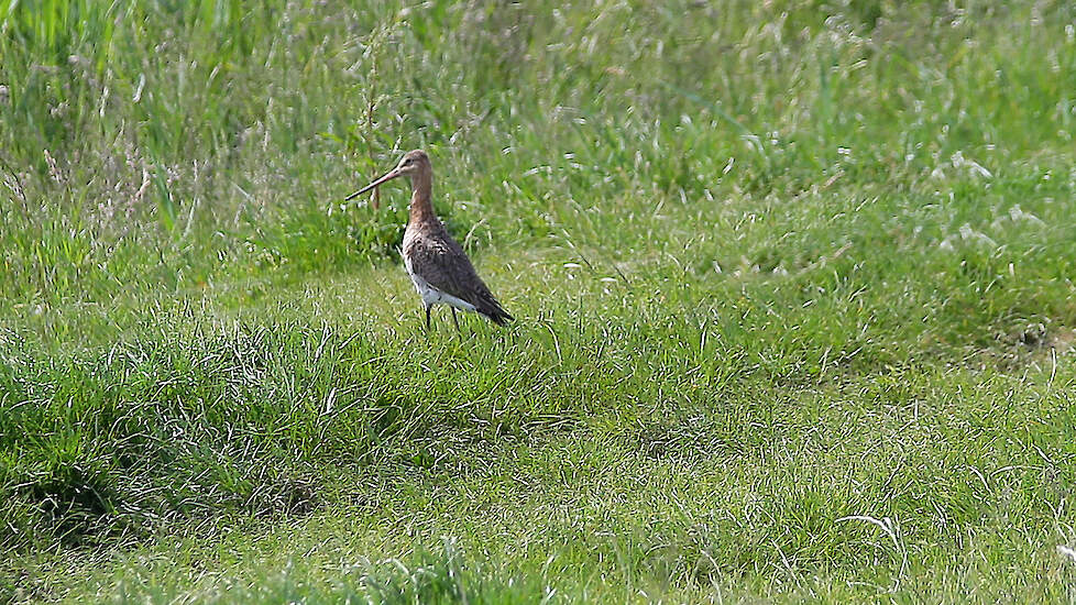 Onze Weidevogels › Podcast over de grutto in Noord-Holland