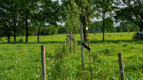 Agroforestry in de praktijk: 'Bomen multifunctioneel inzetten' - Agraaf