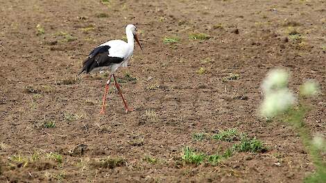 Onze Weidevogels › Overzicht van predatoren: huisdieren, ooievaars en andere predatoren - Agraaf