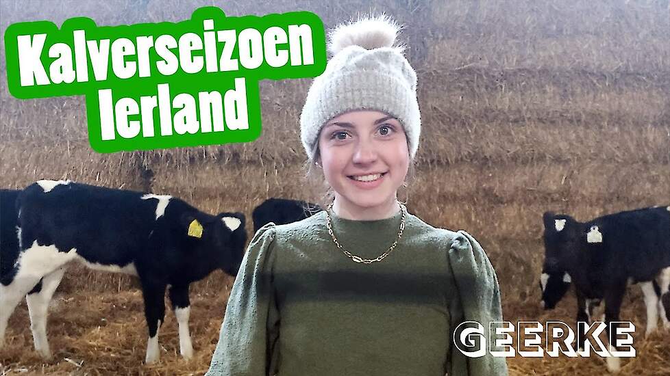 Kalfseizoen in Ierland, 400 kalfjes!! - Geerkes vlog #11 - Vloggende jonge boeren