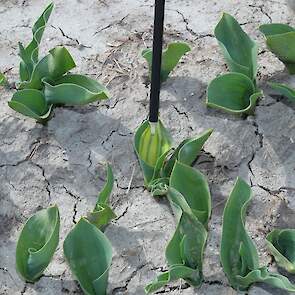 Door virus aangetaste planten worden aangestipt. Karma begint met de selectie zodra de planten boven de grond staan. „Hoe eerder beginnen, hoe lager het besmettingsrisico."