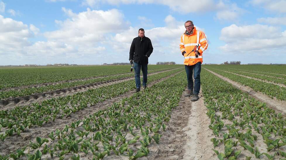 Medewerkers van Karma lopen alle bedden na. Zij zoeken voornamelijk naar virusplanten. Een eventueel verkeerd ras pakken zij er ook uit, geeft Sjors Koeman, één van de eigenaren van Karma, aan.