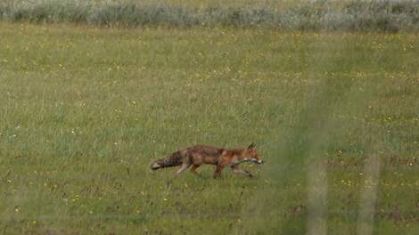 Boeren in collectief Eemland vrezen dat de vos in weidevogelgebieden schade gaat aanrichten, nu de rechter heeft bepaald dat er niet gejaagd mag worden op vossen in Utrecht.