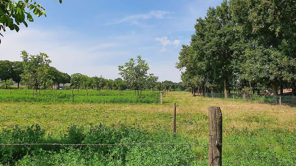 De Blonde d'Aquitaine koeien kunnen om de bomen heen grazen.